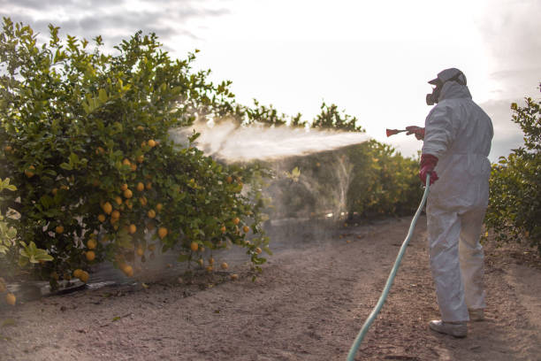 Pest Prevention Services in Willits, CA