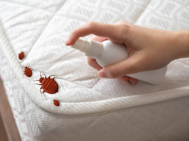 Professional Pest Control in Willits, CA